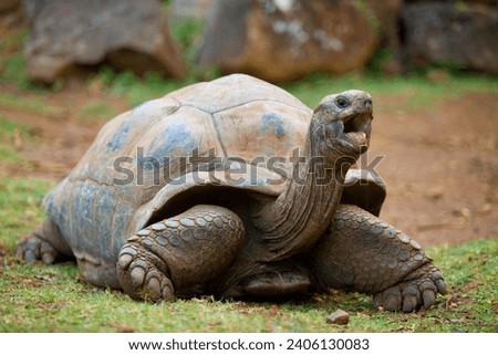 Pinta Island Tortoise (Chelonoidis abingdoni): Lonesome George, the last known individual of the Pinta Island tortoise, died in 2012 in the Galápagos Islands. Royalty-Free Stock Photo #2406130083