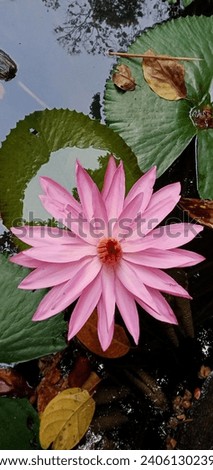 waterlily flowers blooming on the lake with fallen leaves. nature concept Royalty-Free Stock Photo #2406130239