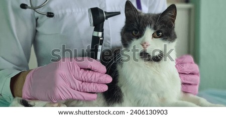 Veterinarian checks cat ears with otoscope. Veterinary clinic animal hearing test Royalty-Free Stock Photo #2406130903