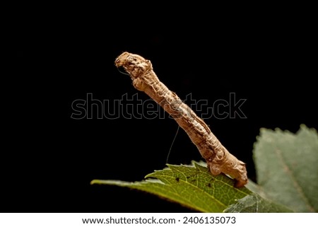 inchworm inhabits the leaves of wild plants Royalty-Free Stock Photo #2406135073