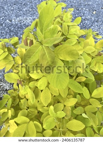 a photography of a plant with green leaves on a gravel ground.