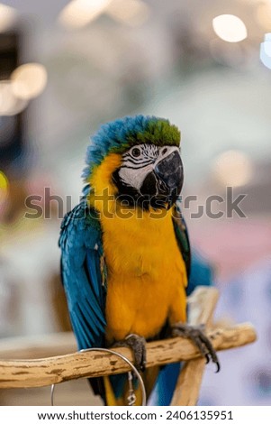 Blue Yellow Macaw parrot, close up shot, standing on the branch with blur on light bokeh background in pet store area in Bangkok city.