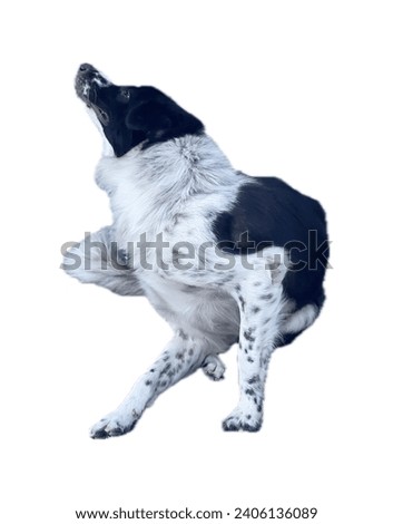 a photography of a dog jumping up to catch a frisbee.