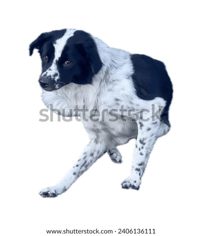 a photography of a dog running on a white background.