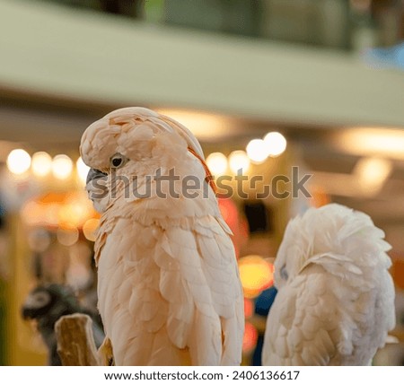 Cockatoo bird or Sulphur crested cockatoo with light bokeh background in the area of Pet store in Bangkok, Thailand.