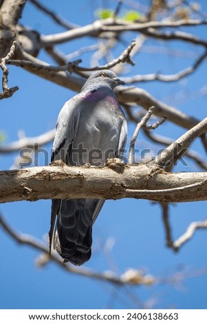 A common wood pigeon on the branch of a tree branch.