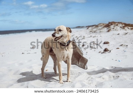 Happy dog on the beach, puppy playing in the sand. Dog in the wind at the beach.
Ocean day