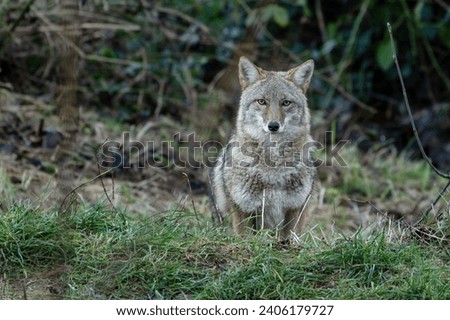 Coyote (Canis latrans) North American Carnivorous Canine Royalty-Free Stock Photo #2406179727