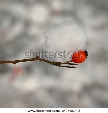 Winter nature colorful background. Snowy twig on a tree.