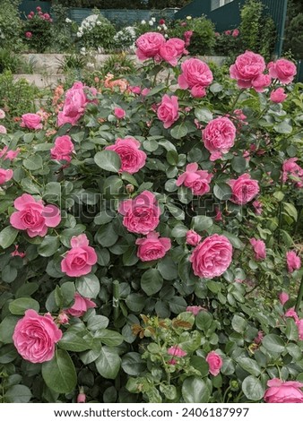 Rose Leonardo da Vinci. Intense pink densely double flowers, plentiful, leathery foliage. The bush is upright, bushy, very compact. Royalty-Free Stock Photo #2406187997