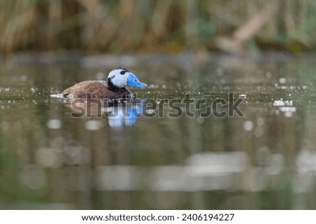White-headed duck or Oxyura leucocephala, is a species of anseriform bird in the family Anatidae