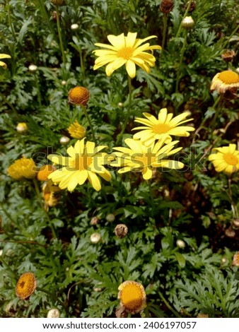 Marguerite daisy flower are terrific butterfly Royalty-Free Stock Photo #2406197057
