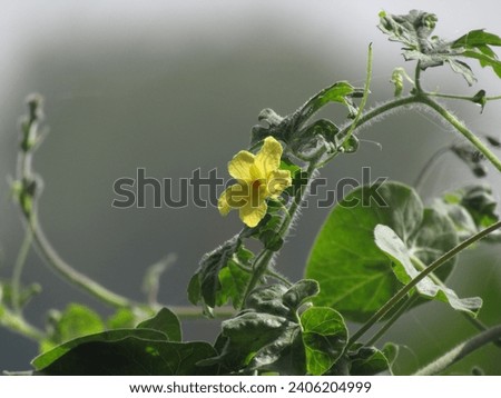 Close up picture of bitter melon flower.