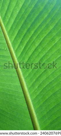 Close-up view of green plant leaves and stems. Macro image of banana leaf.
