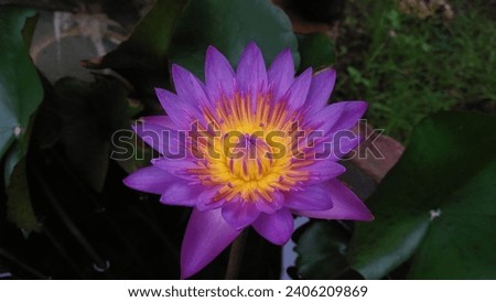 Blue lotus (Nymphaea nouchali) blue lotus flower Nymphaea nouchali, often known by its synonym Nymphaea stellata, or by common names blue lotus, star lotus, red water lily, dwarf aquarium lily