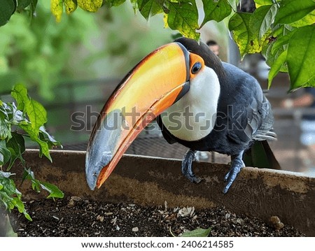 This picture of Toucan was clicked at Green Planet Dubai, a tropical rainforest developed indoor for families and kids to visit and enjoy the nature.