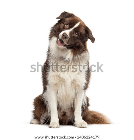 Border Collie looking at the camera, isolated on white Royalty-Free Stock Photo #2406224179