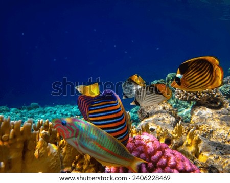 Pygoplites diacanthus or Royal angelfish in an expanse of Red Sea coral reef Royalty-Free Stock Photo #2406228469