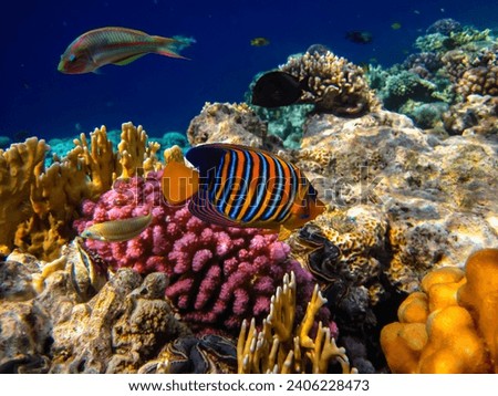 Pygoplites diacanthus or Royal angelfish in an expanse of Red Sea coral reef Royalty-Free Stock Photo #2406228473