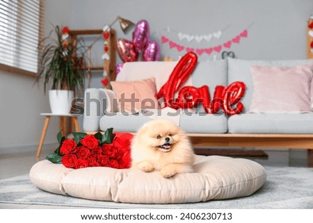 Cute Pomeranian dog with bouquet of red roses and heart-shaped gift box in living room. Valentine's Day celebration Royalty-Free Stock Photo #2406230713