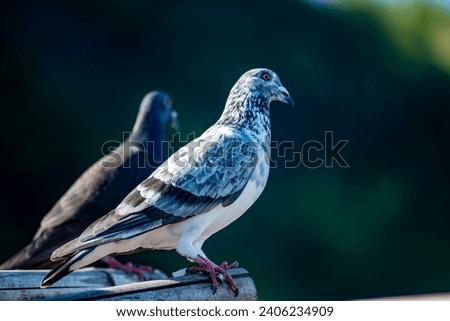 Closeup pictures of Pigeons, Birds