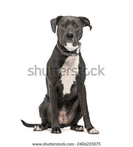 Mongrel wearing a dog collar, isolated on white Royalty-Free Stock Photo #2406235075