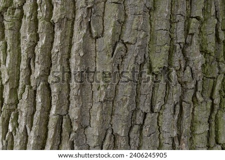 Tree trunk texture CANADA POPLAR. Close-up