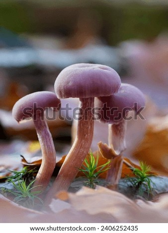 Beautiful mushrooms picture in forest