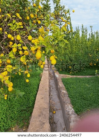 lemons in a lemon tree from Spain