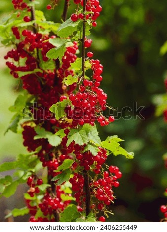 Ribes rubrum 'Versaillaise rouge'. Bushy shrub of redcurrant with stiff tufts bearing clusters of small round tranlucent red berries and palmated, lobed green foliage Royalty-Free Stock Photo #2406255449