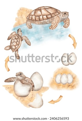 Turtle Cycle Clipart, Watercolor  Ocean Animal Life Cycle Poster, wild life homeschool card, Learning game, Kids School Educational clip art,  study card, teacher illustration
