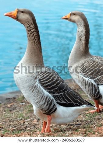 Beautiful geese picture and sea