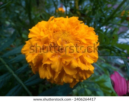 beautiful merigold flower photographed up close 