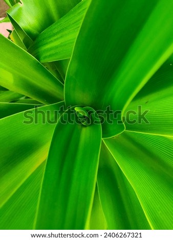 An Amazing Abstract Nature Image with Green Plant and it's Core beautifully captured. Wallpaper Image of Nature.