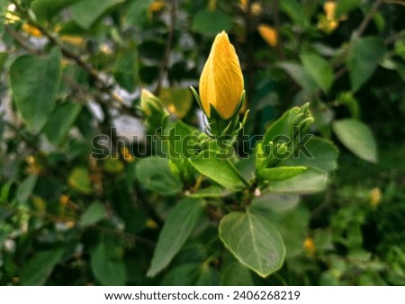 yellow hibiscus flower bud stock image Royalty-Free Stock Photo #2406268219