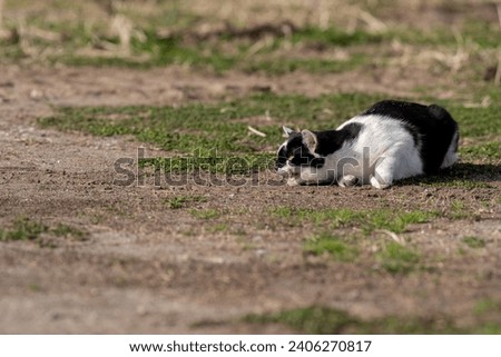 A cat lying on the ground and aiming for something