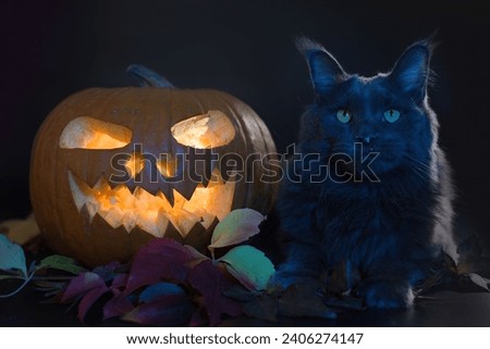 Cat with shining pumpkin and skull on black background in studio