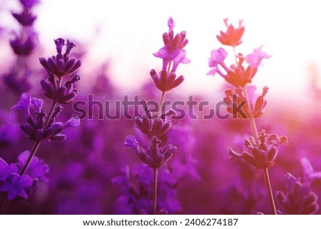 Lavender flower field closeup on sunset, fresh purple aromatic flowers for natural background. Design template for lifestyle illustration. Violet lavender field in Provence, France.