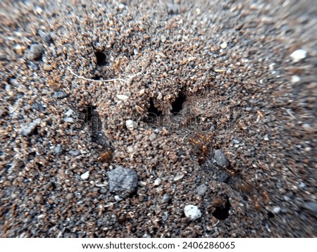 red ant holes in the ground. selective focus 