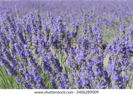 Purple field of fresh blooming lavender. Flavoring aromatic plants in sunny day landscape. Wallpaper background Royalty-Free Stock Photo #2406289009