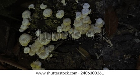 sprouted mushrooms on a log in a forest