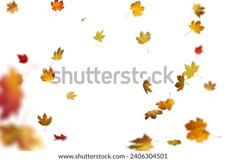 autumn leaves are falling flying white background isolated Royalty-Free Stock Photo #2406304501