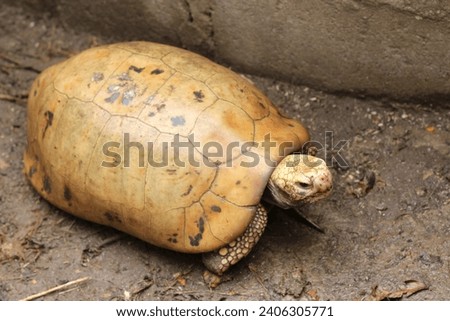  Elongated tortoise in the nature, Indotestudo elongata ,Tortoise sunbathe on ground with his protective shell ,Tortoise from Southeast Asia and parts of South Asia ,High yellow Tortoise