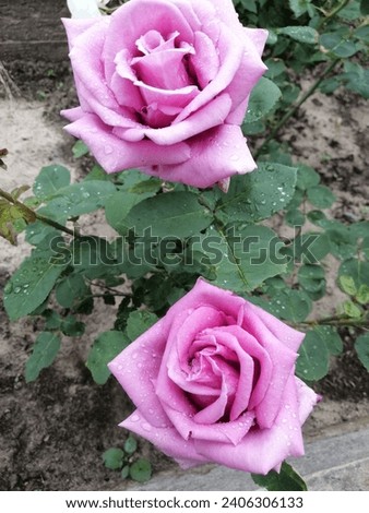 Pink goblet-shaped buds. A blooming Eiffel Tower Rose on a flower bed. Floral wallpaper.