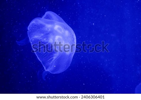 A jellyfish swiming peacefully in an aquarium