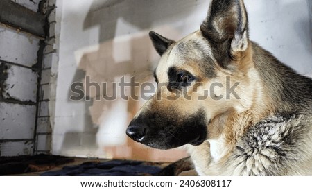 Lonely, sad dog German Shepherd sadly waiting owner. Russian eastern European dog veo is ill and pity