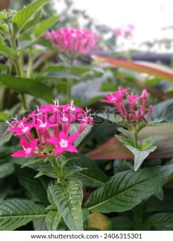 pantas lanceolata flowers picture clicked on 23rd March 2023 in hiranandani Thane West near bhoomiacres palacia  Royalty-Free Stock Photo #2406315301
