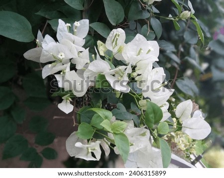 Bougainville flowers picture clicked on 23rd March 2022 in hiranandani Thane West near bhoomiacres palacia  Royalty-Free Stock Photo #2406315899