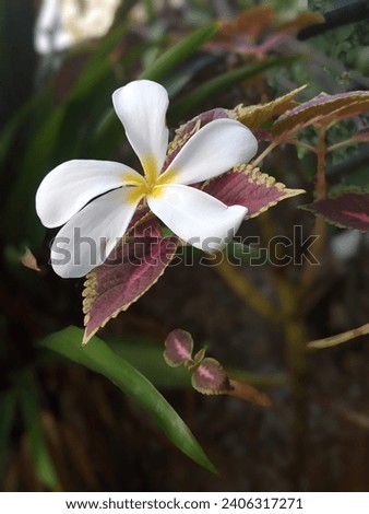 frangipani flower picture clicked on 23rd March 2023 in hiranandani Thane West near bhoomiacres palacia  Royalty-Free Stock Photo #2406317271