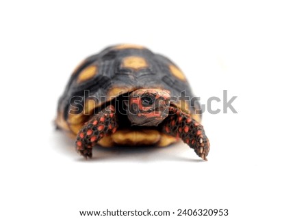 Cute small baby Red-foot Tortoise in front of white background, The red-footed tortoise isolated white background studio lighting , The red-footed tortoise (Chelonoidis carbonarius) 